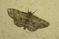 Peribatodes rhomboidaria rhomboidaria