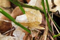 Cepphis advenaria