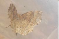 Cepphis advenaria