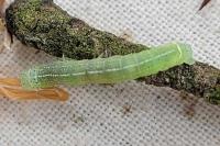 Orthosia cerasi