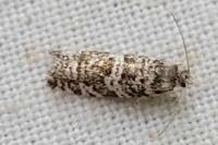Epinotia tedella