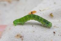 Epirrita