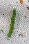 Epirrita