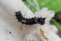 Lymantria monacha