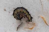 Lymantria dispar