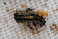 Lymantria dispar