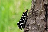 Euplocamus anthracinalis