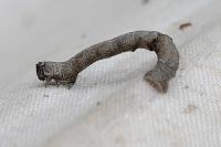 Ectropis crepuscularia