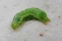Cosmia trapezina