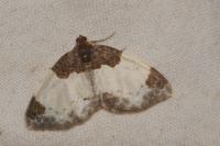 Mesoleuca albicillata