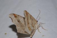 Macaria notata