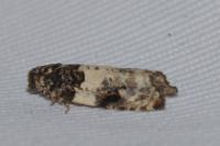 Gypsonoma sociana