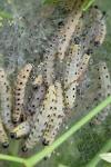 Yponomeuta padella