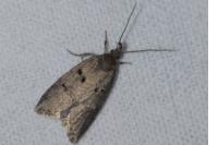 Luquetia lobella