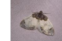 Mesoleuca albicillata