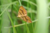 Camptogramma bilineata