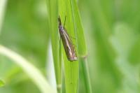 Crambus lathoniellus