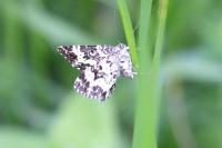 Epirrhoe tristata