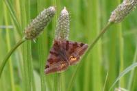 Euclidia glyphica