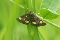 Pyrausta aurata