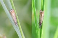 Chrysoteuchia culmella