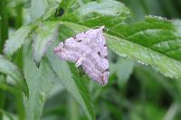 Aplocera plagiata