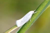 Elachista argentella
