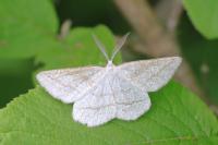 Perconia strigillaria