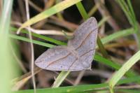 Scotopteryx luridata/mucronata