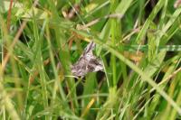 Autographa gamma