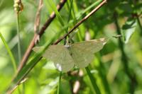 Perconia strigillaria