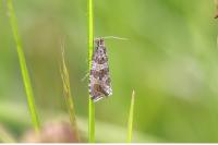Celypha rivulana