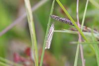 Crambus lathoniellus