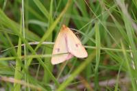 Diacrisia sannio