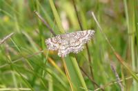 Ematurga atomaria
