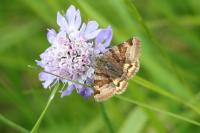 Euclidia glyphica