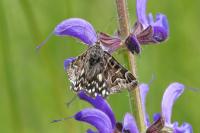 Euclidia mi