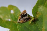 Ptycholoma lecheana