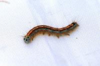 Malacosoma neustria