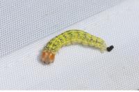 Polyploca ridens