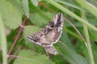 Autographa gamma
