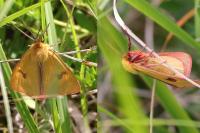 Diacrisia sannio
