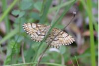 Ematurga atomaria