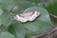 Epirrhoe alternata