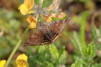 Euclidia glyphica