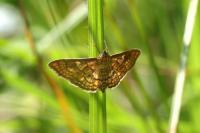 Anania verbascalis