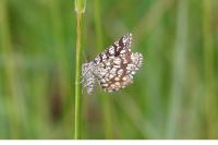 Chiasmia clathrata
