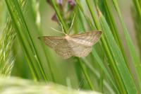 Idaea macilentaria