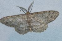 Hypomecis roboraria