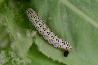 Cucullia verbasci